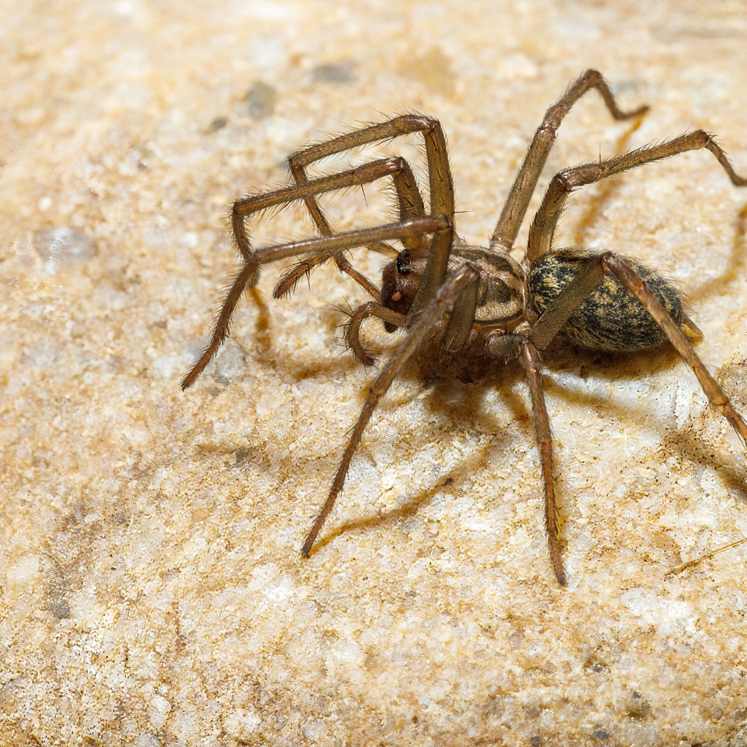 Tegenaria domestica	