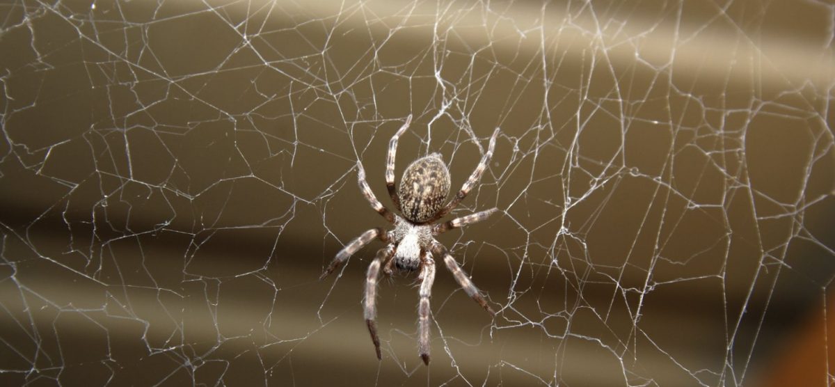 Débarrassez-vous des araignées dans votre maison cet été